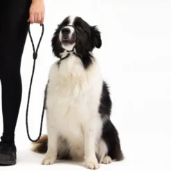 EzyDogLuca Leash - Laisse pour chien