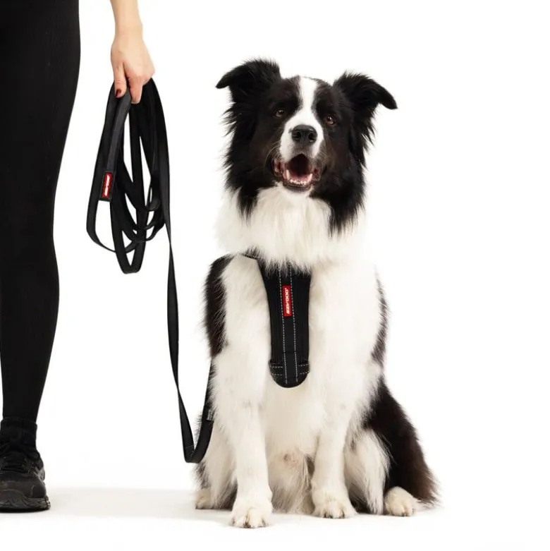 EzyDogTrack n Train - Laisse pour chien