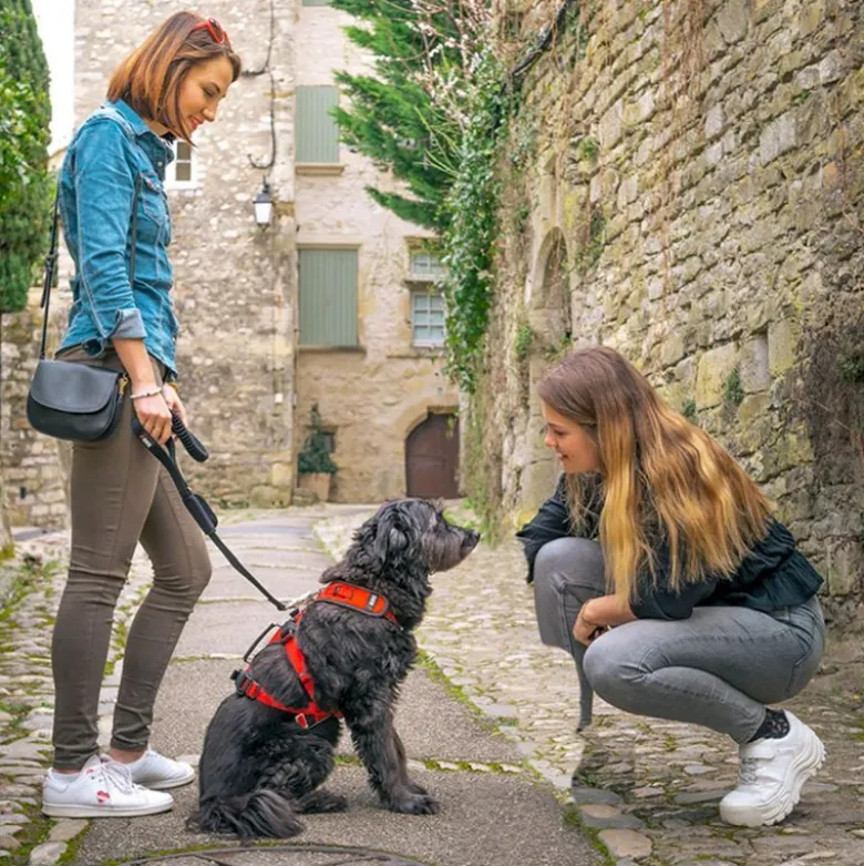 I-DogConfort Trek - Harnais pour chien